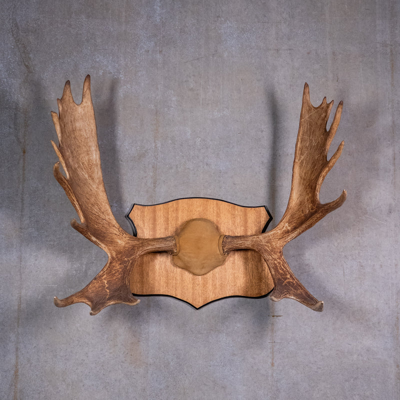 moose antlers | Scott Landon Antiques and Interiors.