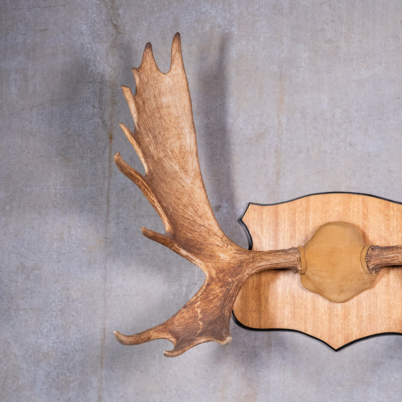 moose antlers | Scott Landon Antiques and Interiors.