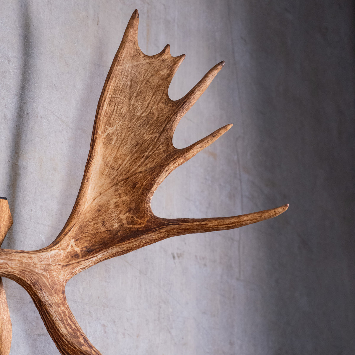 moose antlers | Scott Landon Antiques and Interiors.