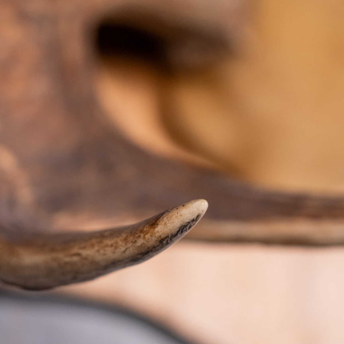 moose antlers | Scott Landon Antiques and Interiors.
