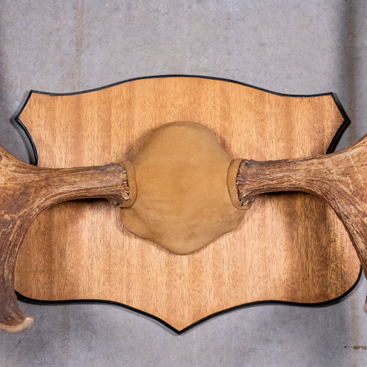 moose antlers | Scott Landon Antiques and Interiors.
