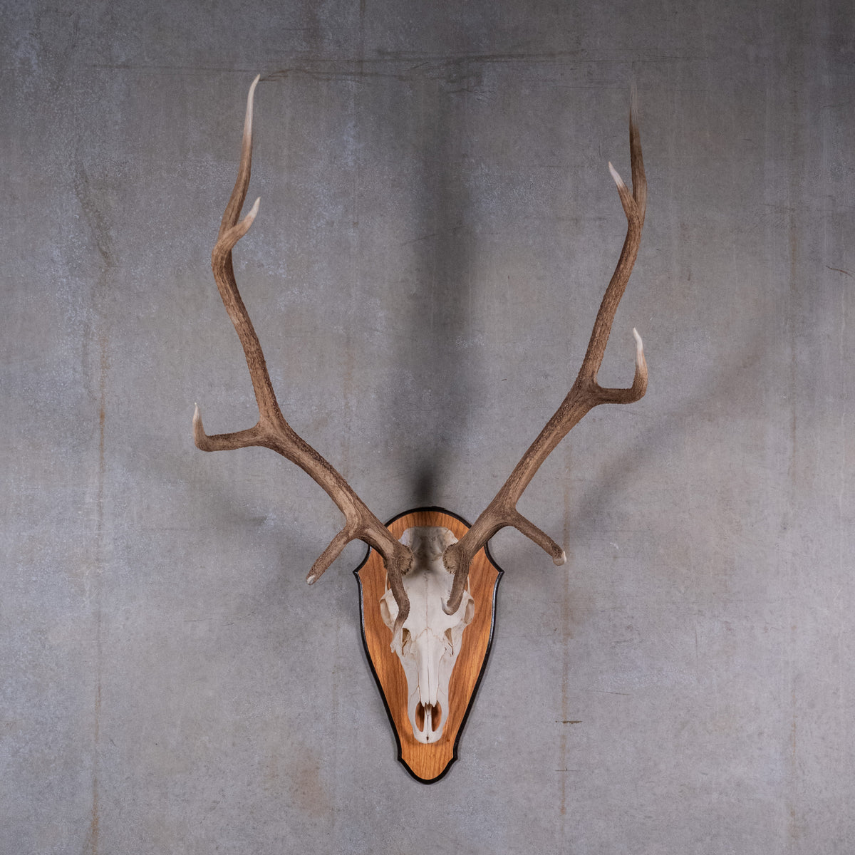 skull and antlers | Scott Landon Antiques and Interiors.