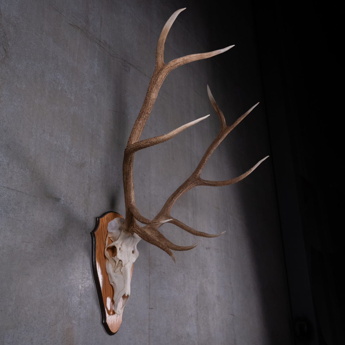 skull and antlers | Scott Landon Antiques and Interiors.