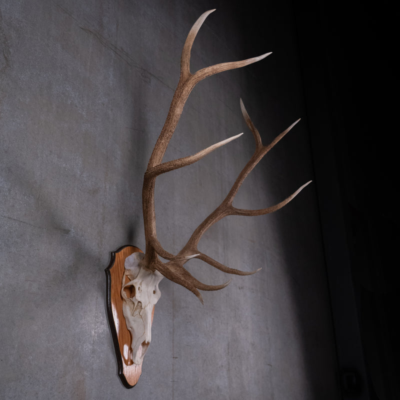 skull and antlers | Scott Landon Antiques and Interiors.