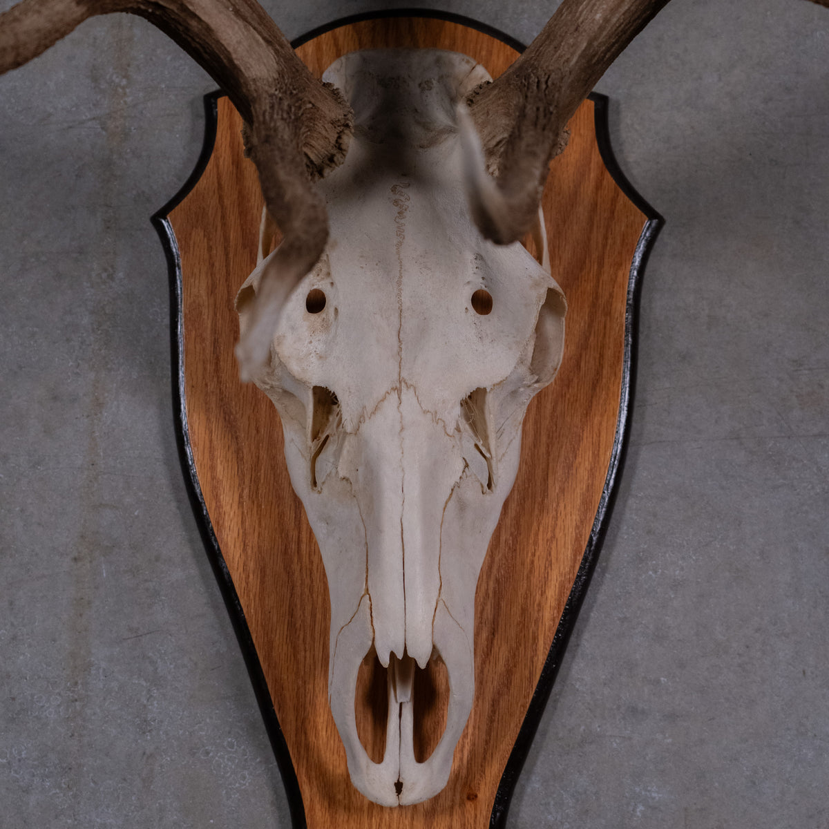 skull and antlers | Scott Landon Antiques and Interiors.