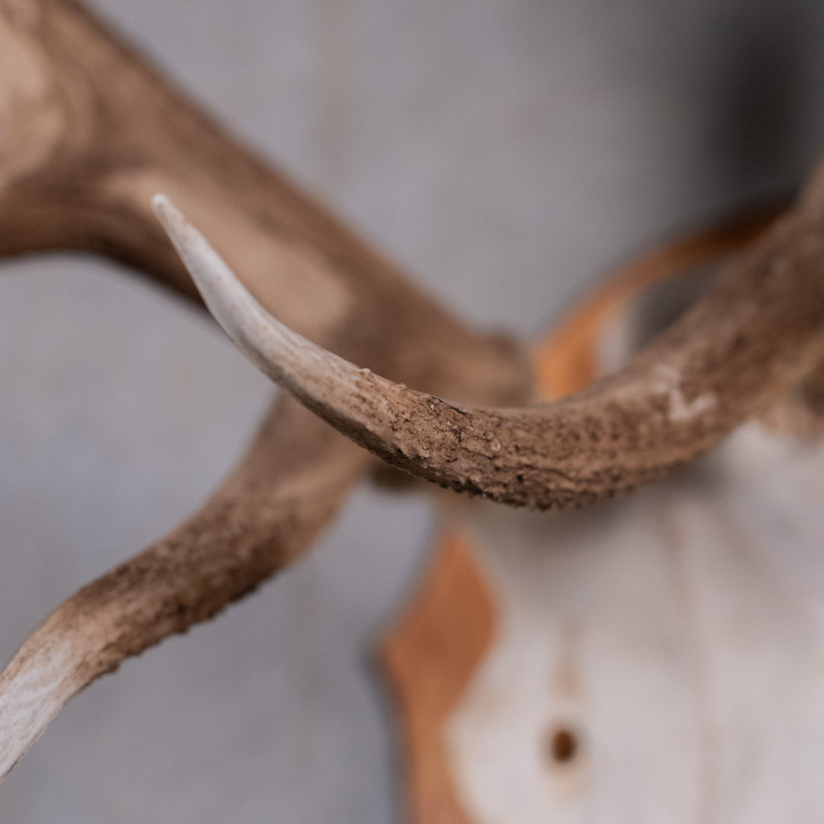 skull and antlers | Scott Landon Antiques and Interiors.