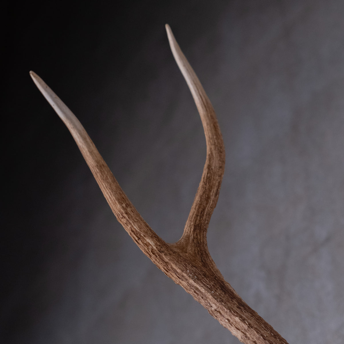 skull and antlers | Scott Landon Antiques and Interiors.