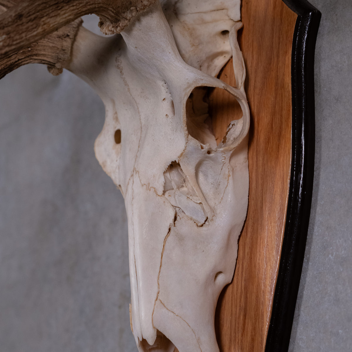 skull and antlers | Scott Landon Antiques and Interiors.