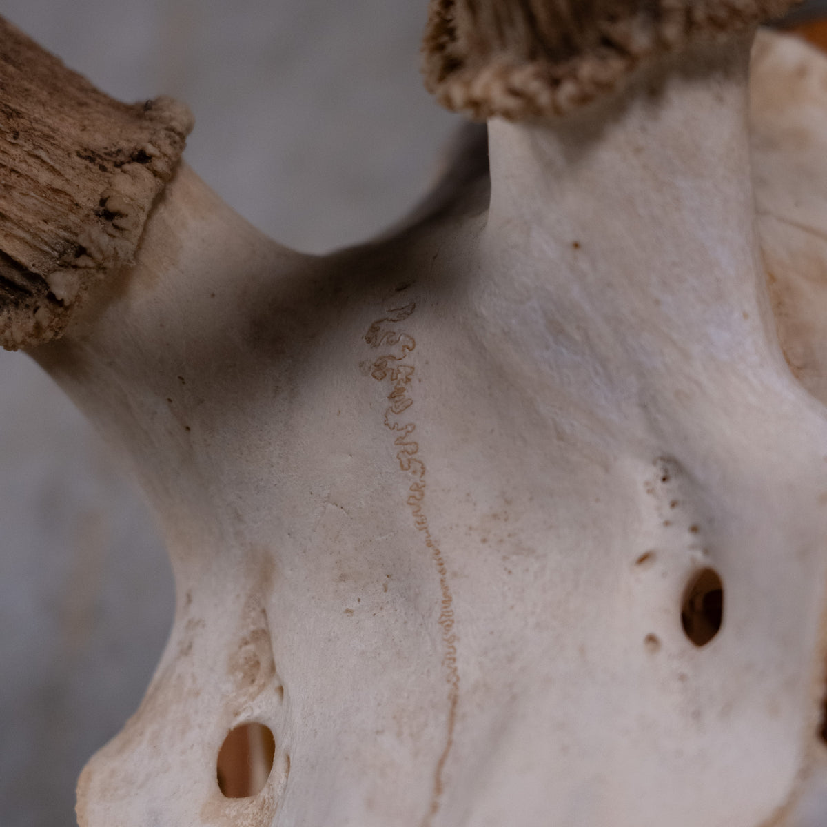 skull and antlers | Scott Landon Antiques and Interiors.