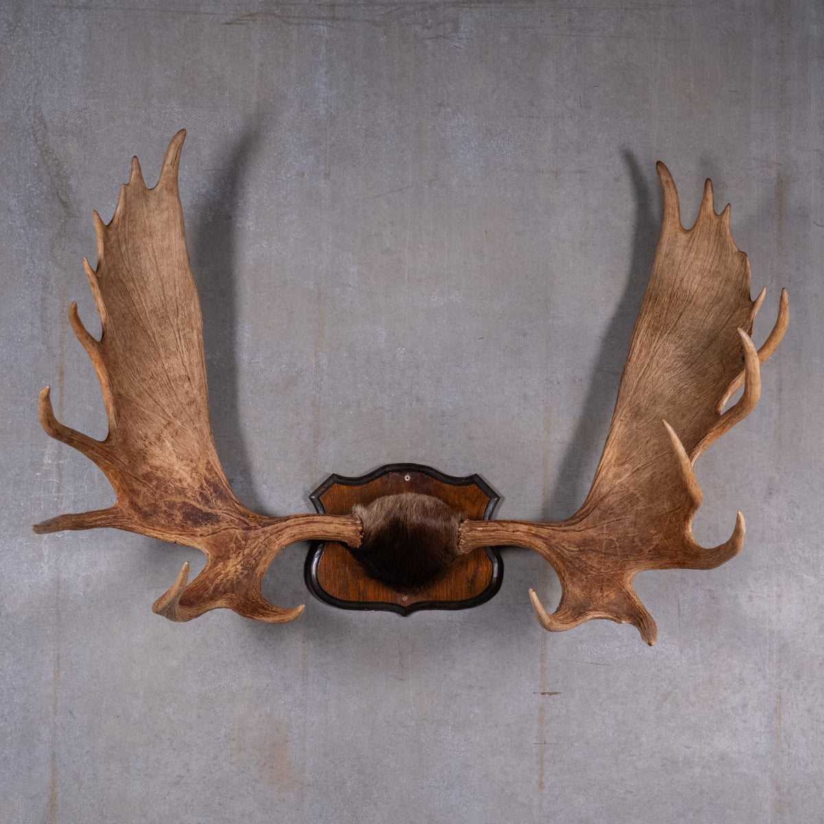 moose antlers | Scott Landon Antiques and Interiors.