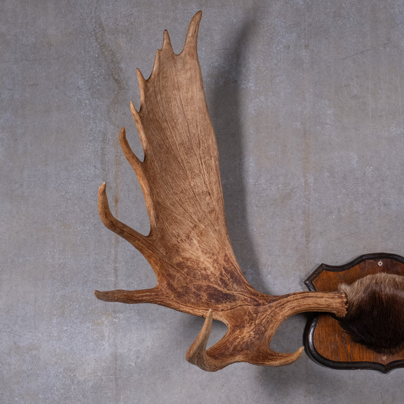 moose antlers | Scott Landon Antiques and Interiors.