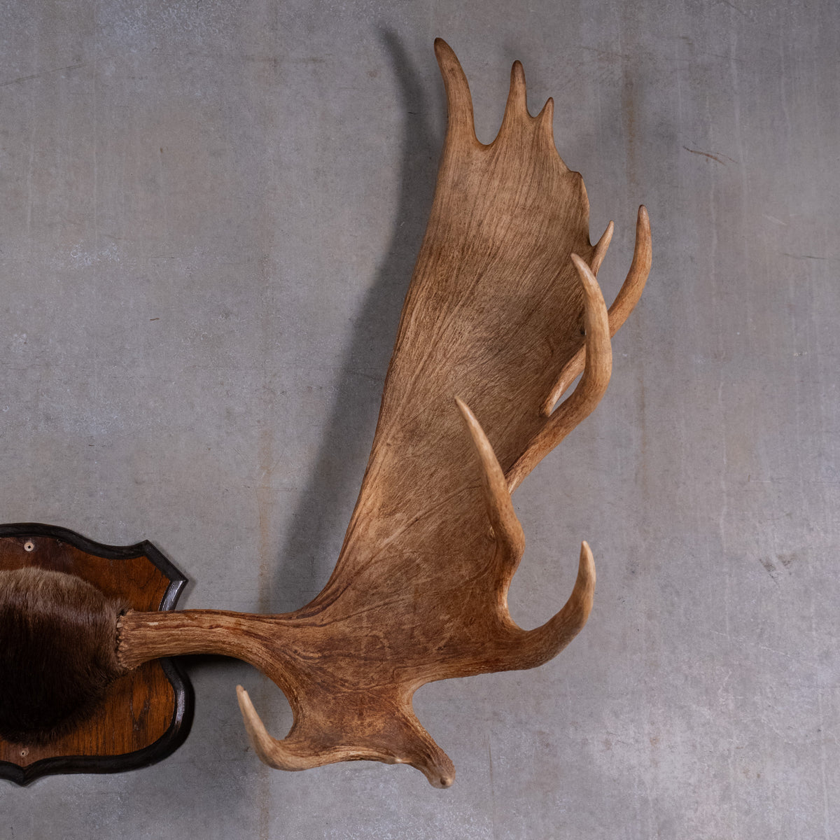 moose antlers | Scott Landon Antiques and Interiors.