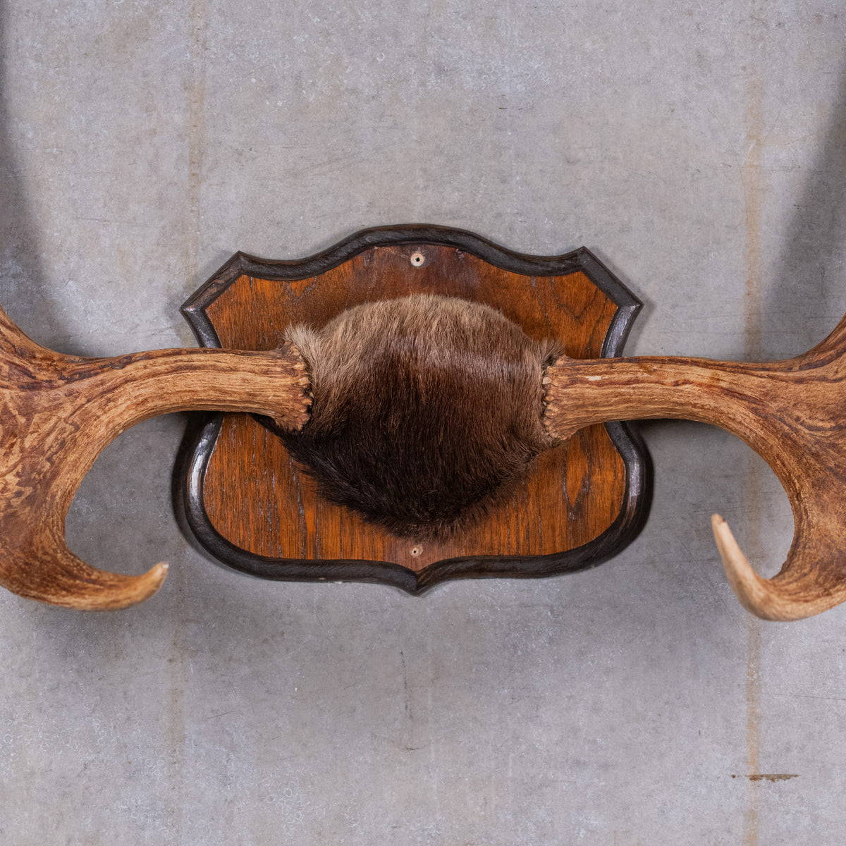 moose antlers | Scott Landon Antiques and Interiors.