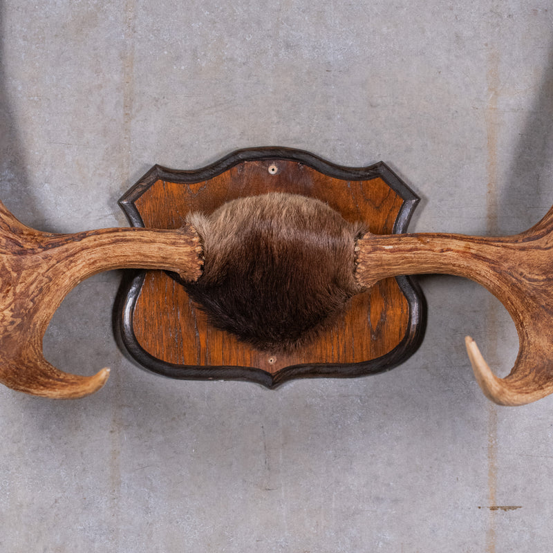 moose antlers | Scott Landon Antiques and Interiors.