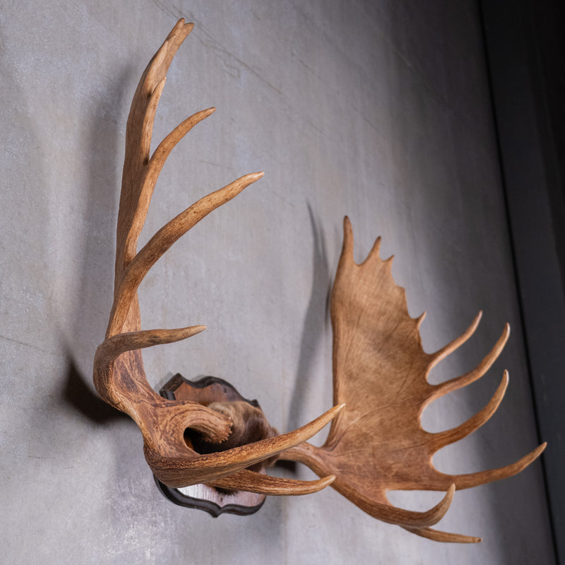 moose antlers | Scott Landon Antiques and Interiors.