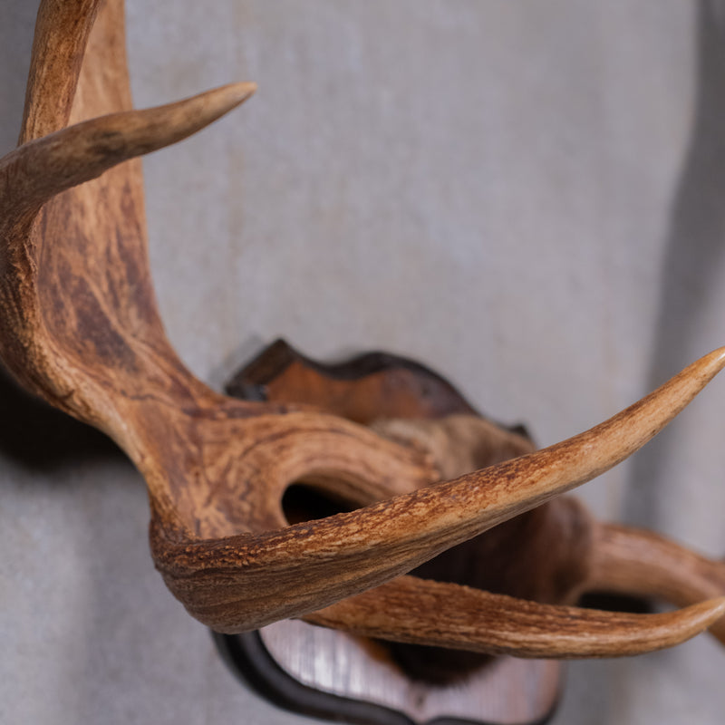 moose antlers | Scott Landon Antiques and Interiors.