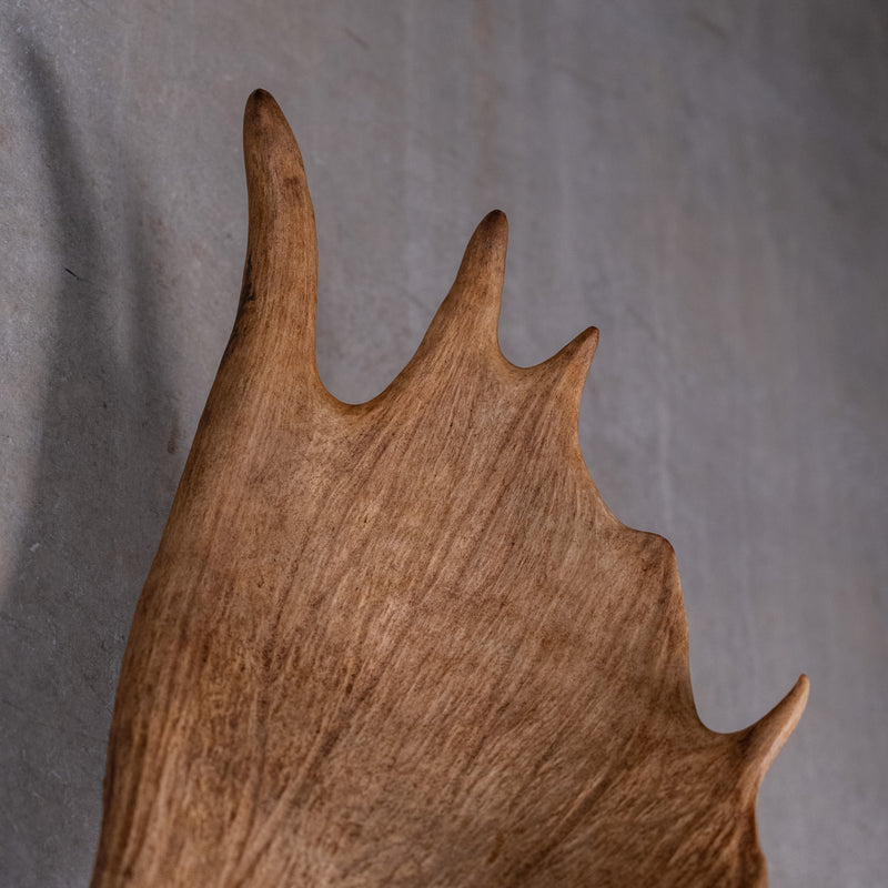 moose antlers | Scott Landon Antiques and Interiors.