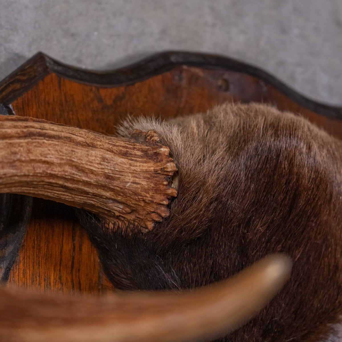 moose antlers | Scott Landon Antiques and Interiors.
