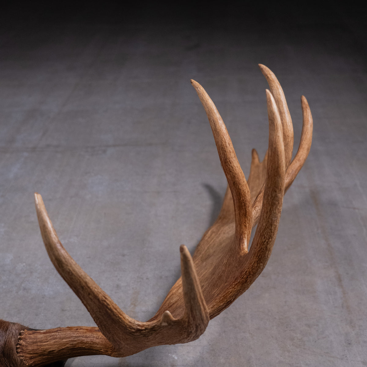 moose antlers | Scott Landon Antiques and Interiors.
