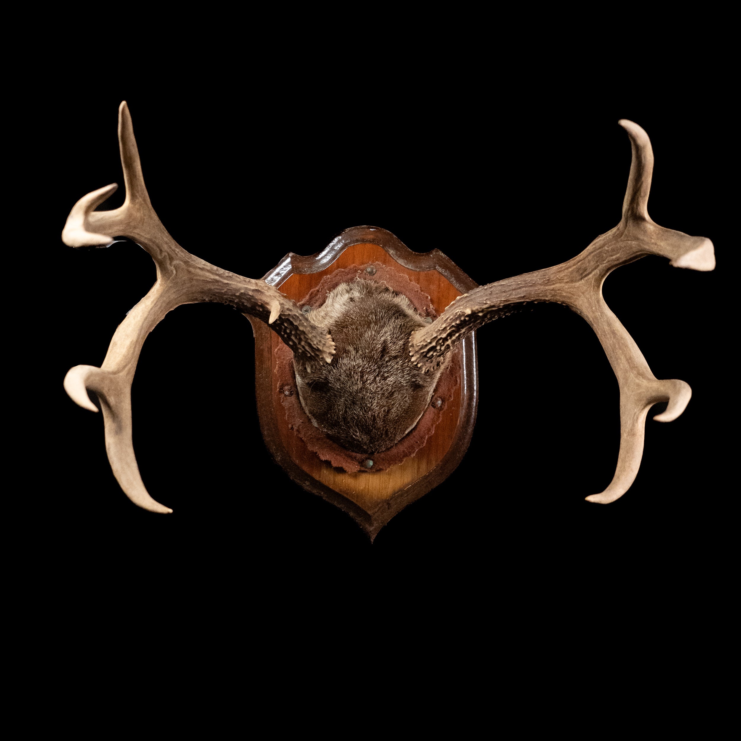 Vintage Wall Mounted Deer Antlers