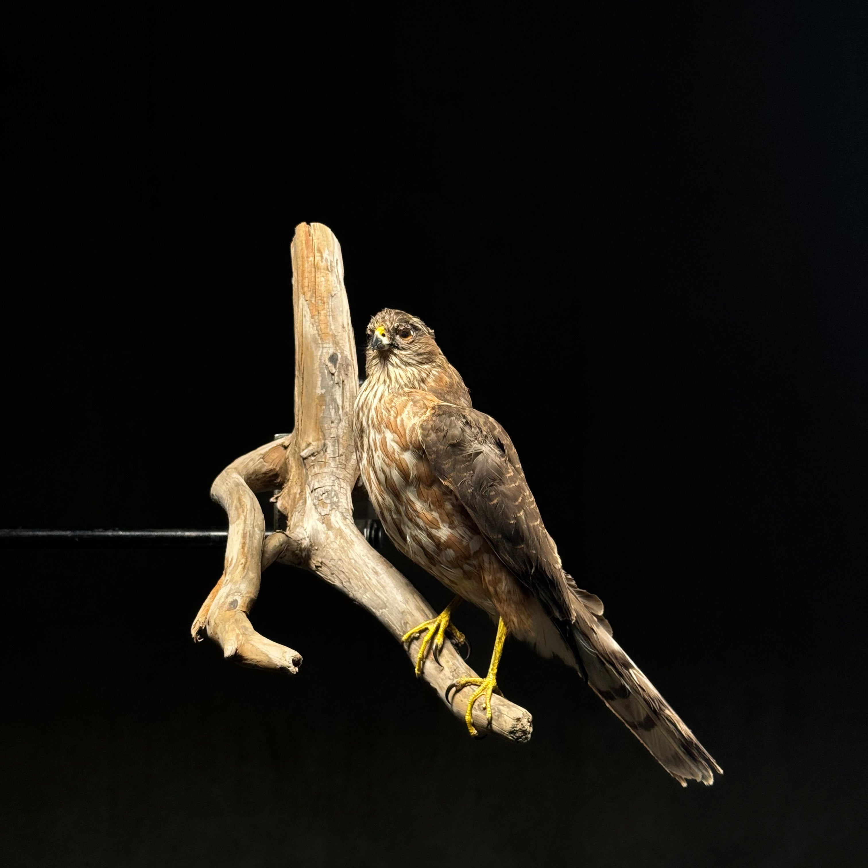 Preserved Hawk Perched On Wood taxidermy