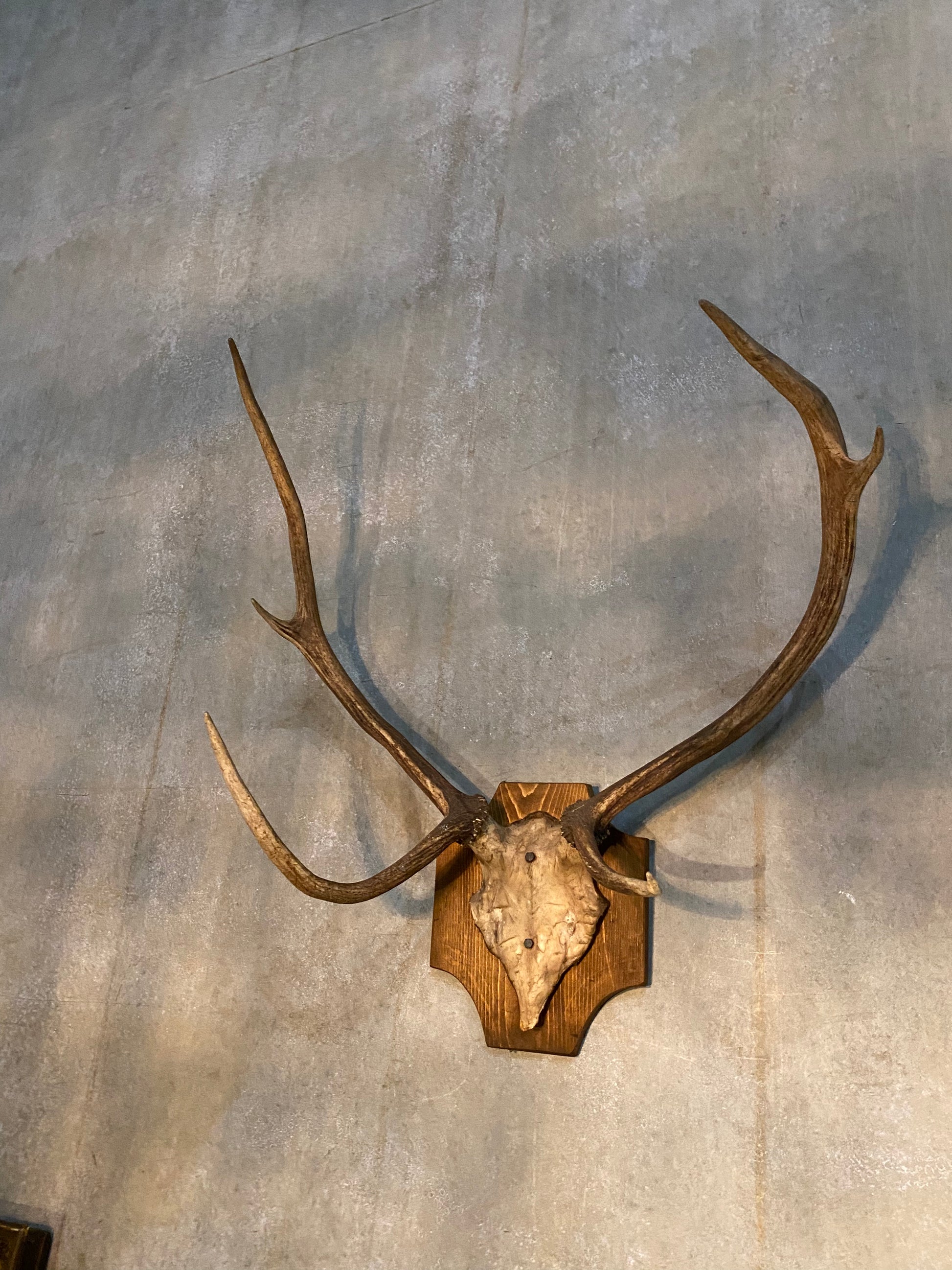 1970 elk antlers | Scott Landon Antiques and Interiors.
