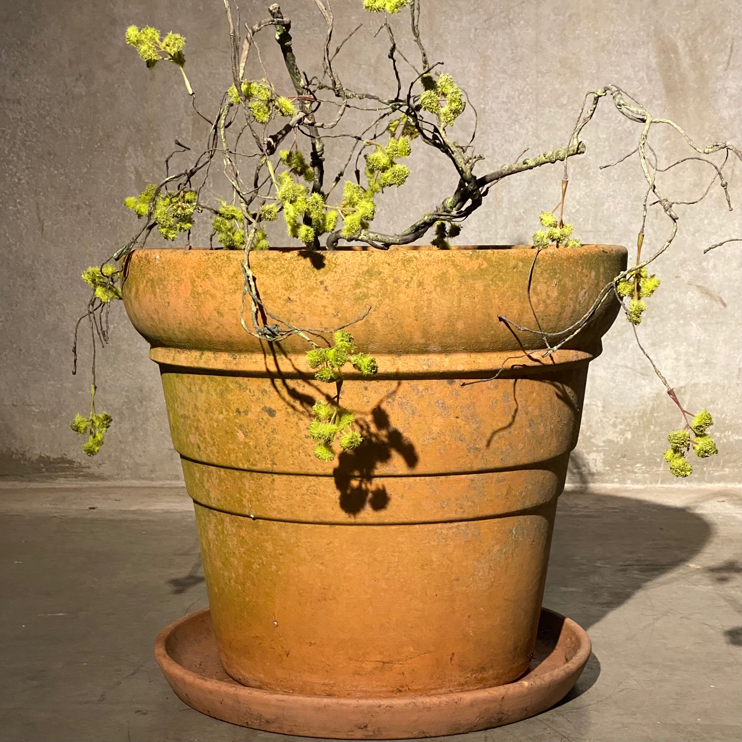1970 Large Terracotta Planter